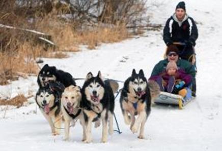 Musher Shawn Lanning drives Daryl Ring of Elysian, Minn., and his granddaughter, Paige Jenkins, 11, down the 2.5-mile loop trail at Lake Byllesby Regional Park in Cannon Falls, Minn. (Pioneer Press: Scott Takushi)