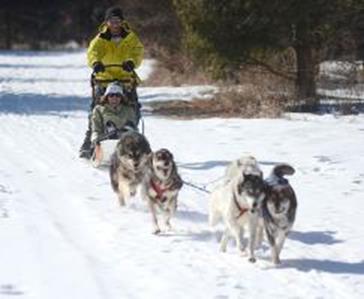 Dog sledding 4
